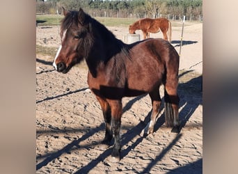 Welsh-D, Merrie, 4 Jaar, Bruin