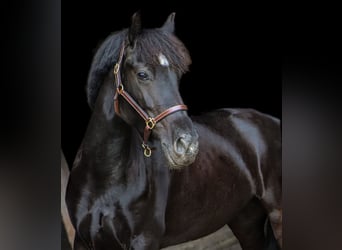 Welsh-D, Merrie, 5 Jaar, 147 cm, Donkerbruin