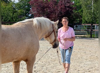 Welsh-D, Merrie, 5 Jaar, 147 cm, Palomino