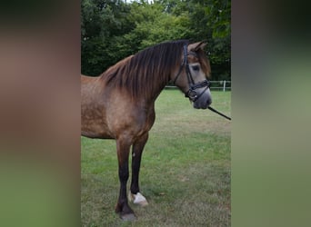 Welsh-D, Merrie, 5 Jaar, 148 cm, Buckskin