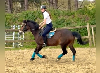 Welsh-D, Merrie, 6 Jaar, 142 cm, Donkerbruin