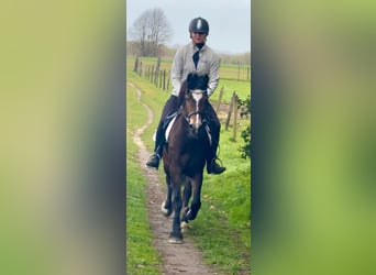 Welsh-D, Merrie, 6 Jaar, 142 cm, Donkerbruin