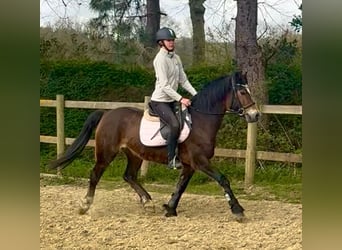 Welsh-D, Merrie, 6 Jaar, 142 cm, Donkerbruin