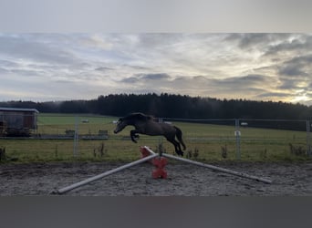 Welsh-D, Merrie, 6 Jaar, 146 cm, Buckskin