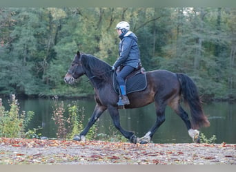 Welsh-D, Merrie, 6 Jaar, 147 cm, Donkerbruin