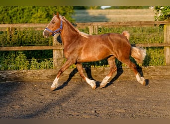 Welsh-D, Merrie, 6 Jaar, 148 cm, Vos