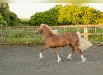 Welsh-D, Merrie, 6 Jaar, 148 cm, Vos