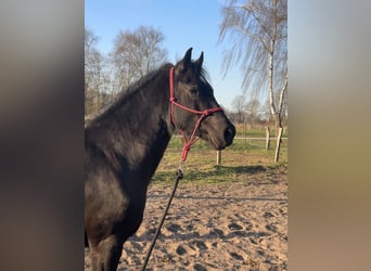 Welsh-D, Merrie, 6 Jaar, 148 cm, Zwart