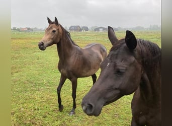 Welsh-D, Merrie, 6 Jaar