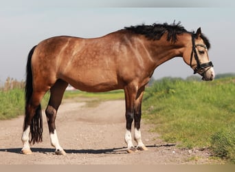 Welsh-D, Merrie, 7 Jaar, 148 cm, Buckskin