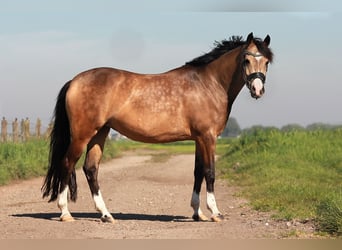 Welsh-D, Merrie, 7 Jaar, 148 cm, Buckskin