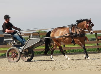 Welsh-D, Merrie, 7 Jaar, 148 cm, Buckskin