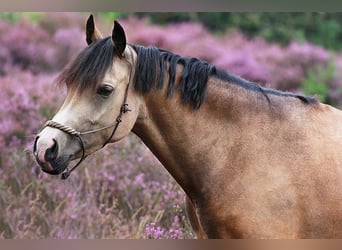 Welsh-D, Merrie, 7 Jaar, 148 cm, Buckskin