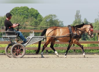 Welsh-D, Merrie, 7 Jaar, 148 cm, Buckskin