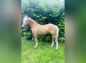 Welsh-D, Merrie, 7 Jaar, 148 cm, Palomino