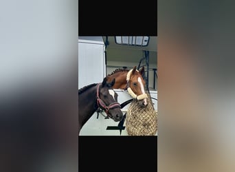 Welsh-D, Merrie, 7 Jaar, 148 cm, Zwart