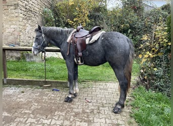 Welsh-D Mix, Merrie, 7 Jaar, 151 cm, Blauwschimmel