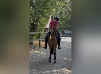 Welsh-D, Merrie, 8 Jaar, 144 cm, Buckskin