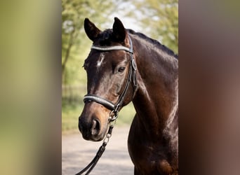 Welsh-D, Merrie, 8 Jaar, 145 cm, Donkerbruin