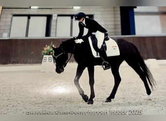 Welsh-D, Merrie, 8 Jaar, 145 cm, Donkerbruin