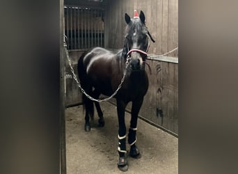 Welsh-D, Merrie, 8 Jaar, 145 cm, Donkerbruin