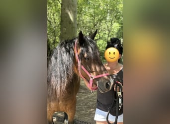 Welsh-D, Merrie, 8 Jaar, 147 cm, Bruin