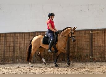 Welsh-D, Merrie, 8 Jaar, 147 cm, Buckskin