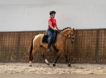 Welsh-D, Merrie, 8 Jaar, 147 cm, Buckskin