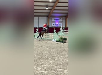 Welsh-D, Merrie, 8 Jaar, 148 cm, Donkerbruin