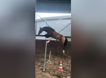 Welsh-D, Merrie, 8 Jaar, 148 cm, Donkerbruin