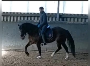 Welsh-D, Merrie, 8 Jaar, 156 cm, Bruin