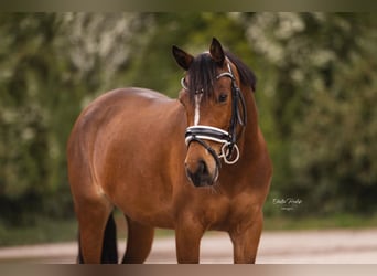 Welsh-D, Merrie, 9 Jaar, 147 cm, Bruin