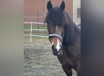 Welsh-D, Merrie, 9 Jaar, 150 cm, Donkerbruin
