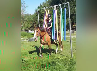 Welsh-D, Merrie, 9 Jaar, 152 cm, Brauner