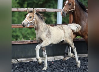 Welsh-D, Merrie, , Buckskin