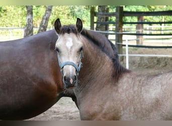 Welsh-D, Merrie, Veulen (04/2026), Buckskin