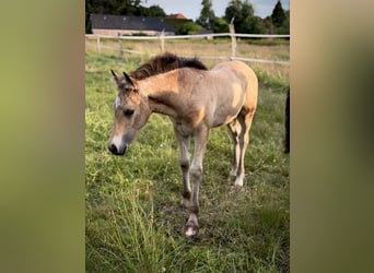 Welsh-D, Merrie, Veulen (05/2026), Buckskin