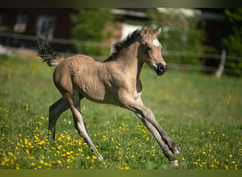 Welsh-D, Merrie, Veulen (05/2026), Buckskin