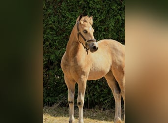 Welsh-D, Merrie, Veulen (04/2026), Buckskin