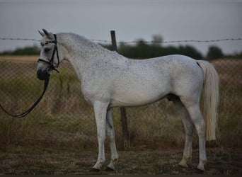 Welsh-D, Ruin, 10 Jaar, 145 cm, Schimmel