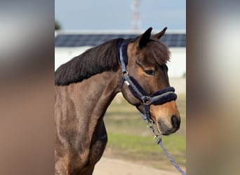 Welsh-D, Ruin, 10 Jaar, 146 cm, Donkerbruin