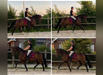 Welsh-D, Ruin, 11 Jaar, 155 cm, Bruin