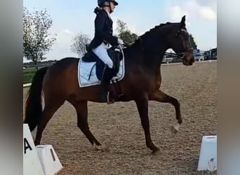 Welsh-D, Ruin, 11 Jaar, 155 cm, Bruin