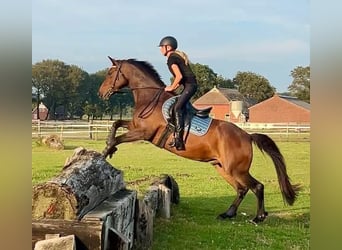 Welsh-D, Ruin, 11 Jaar, 155 cm, Bruin