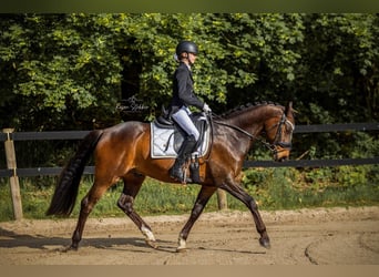 Welsh-D, Ruin, 11 Jaar, 155 cm, Bruin