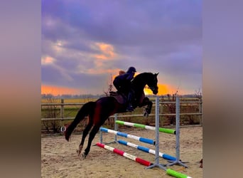 Welsh-D, Ruin, 11 Jaar, 155 cm, Bruin