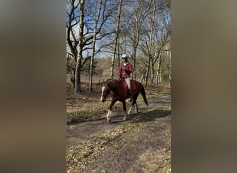 Welsh-D, Ruin, 12 Jaar, 148 cm, Vos