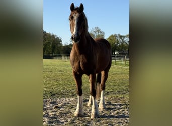 Welsh-D, Ruin, 12 Jaar, 148 cm, Vos