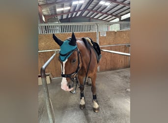 Welsh-D, Ruin, 13 Jaar, 150 cm, Bruin