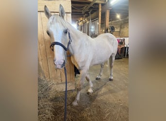 Welsh-D, Ruin, 13 Jaar, Palomino